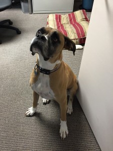 Lulu looks forlorn as she waits for her next treat. Every dog knows the treat trail in the office and makes their rounds. 